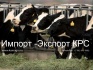 Продажа коров дойных,нетелей молочных пород в россии - фотография №1