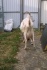 Высокоудойные козы зааненской породы - фотография №2