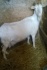 Высокоудойные козы зааненской породы - фотография №3