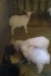 Высокоудойные козы зааненской породы - фотография №5