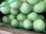 Овощи из беларуси - фотография №6