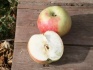 Саженцы яблони с окс - фотография №1