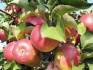 Саженцы яблони с окс - фотография №2