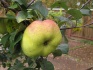 Саженцы яблони с окс - фотография №3