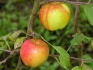 Саженцы яблони с окс - фотография №4
