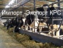 Продажа коров дойных, нетелей молочных пород в россии, странам снг и - фотография №5