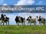Продажа коров дойных, нетелей молочных пород в россии, странам снг и - фотография №6