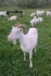 Дойные козы зааненской породы - фотография №2