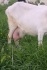 Дойные козы зааненской породы - фотография №3