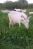 Дойные козы зааненской породы - фотография №4