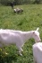 Дойные козы зааненской породы - фотография №5