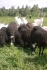 Ягнята овцы - фотография №4