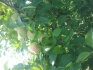 Яблоки - фотография №5