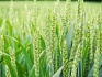 Семена пшеницы озимой : граф, степь, веха, сварог - фотография №2