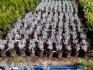 Саженцы лаванды от производителя рб, цена 160 руб./шт. - фотография №2