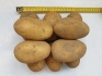 Картофель оптом, сорт королева анна, цена 9 руб./кг. - фотография №2