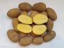 Картофель оптом, сорт королева анна, цена 9 руб./кг. - фотография №4