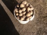 Продаю!!!! отборный картофель!!! - фотография №3