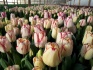 Тюльпаны оптом к 8 марта от производителя - фотография №1
