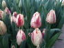 Тюльпаны оптом к 8 марта от производителя - фотография №2