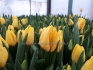 Тюльпаны оптом к 8 марта от производителя - фотография №3