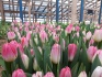Тюльпаны оптом к 8 марта от производителя - фотография №4