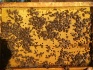 Пчелы, матки, пчелосемьи, пчелопакеты, отводки - фотография №6