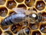 Пчелы, матки, пчелосемьи, пчелопакеты, отводки - фотография №3