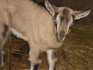 Продаем козлят из экологической мини-фермы - фотография №5