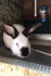 Кролики для разведения (калифорнийские) - фотография №2
