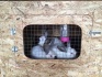 Кролики для разведения (калифорнийские) - фотография №4