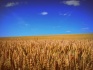 Семена пшеницы озимой : еланчик, тимирязевка 150,граф, степь, веха, - фотография №1