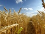 Семена пшеницы озимой : еланчик, тимирязевка 150,граф, степь, веха, - фотография №2