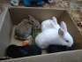 Продам кроликов - фотография №1
