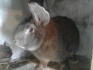 Самец кролик фландер - фотография №1