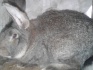 Самец кролик фландер - фотография №2