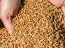 Покупаем пшеницу,горох,просо - фотография №1