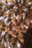Пчелы пчелопакеты 2021 санкт петербург - фотография №2