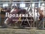 Продажа крс оптом по россии и странам снг, молочные породы крс, прода - фотография №1