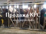 Продажа крс оптом по россии и странам снг, молочные породы крс, прода - фотография №3