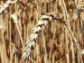 Семена озимой пшеницы Краснодар