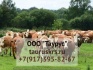 Продается крс чистопородных бычков казахской белоголовой породы - фотография №1