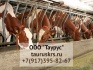 Продается крс чистопородных коров симментальской породы - фотография №1