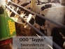 Продается крс чистопородных коров симментальской породы - фотография №2