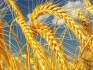 Пшеница - фотография №1