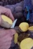 Картофель семенной премиум, гала элит, 2 репр. оптом, от 20 т. - фотография №2