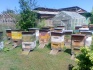 Пчелосемьи - фотография №1