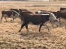 Дойные коровы черно-пестрой породы - фотография №2