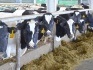 Дойные коровы черно-пестрой породы - фотография №3