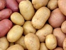 Семенной картофель оптом от производителя